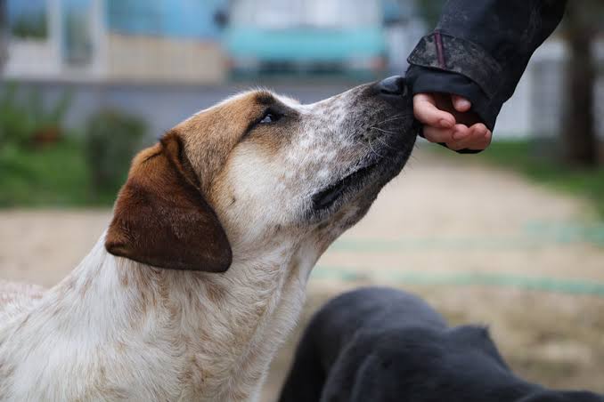 How to Build a Pet Website Readers Can Trust